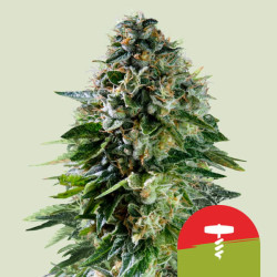 Corkscrew Auto von Royal Queen Seeds (Tyson 2.0)