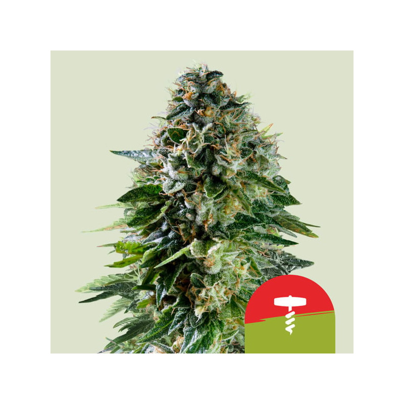 Corkscrew Auto - Royal Queen Seeds (Tyson 2.0)