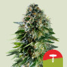 Corkscrew Auto - Royal Queen Seeds (Tyson 2.0)