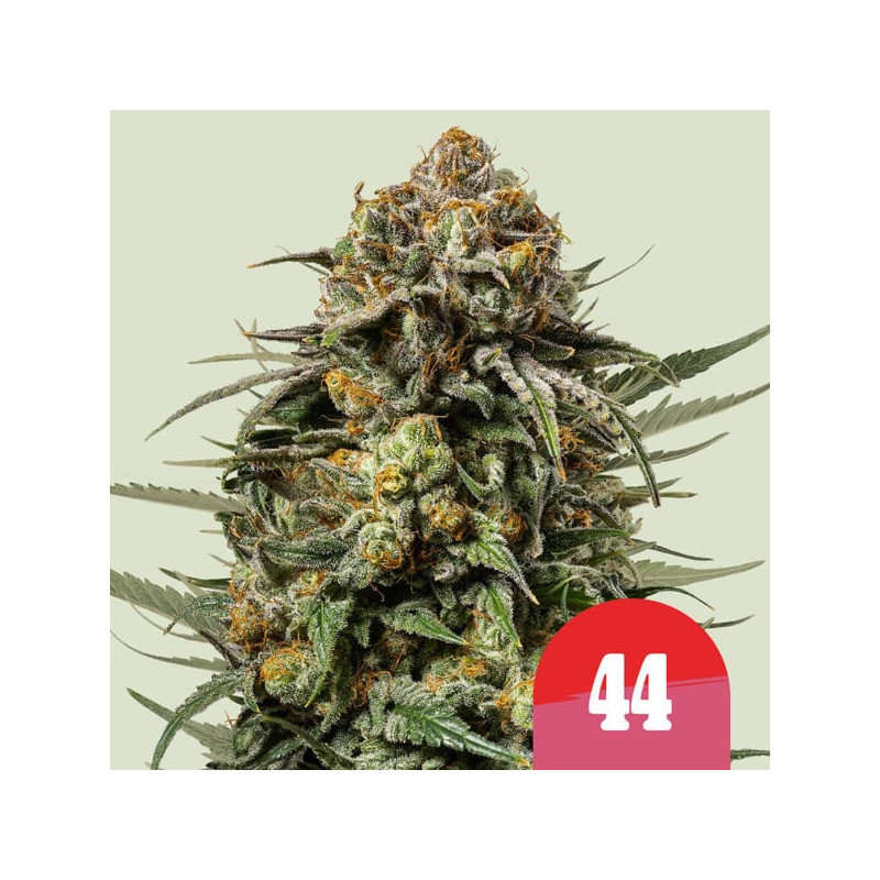 Gelato 44 - Royal Queen Seeds (Tyson 2.0) - Royal Queen Seeds (Tyson 2.0)