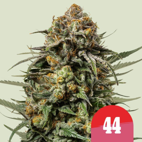 Gelato 44 - Royal Queen Seeds (Tyson 2.0) - Royal Queen Seeds (Tyson 2.0)