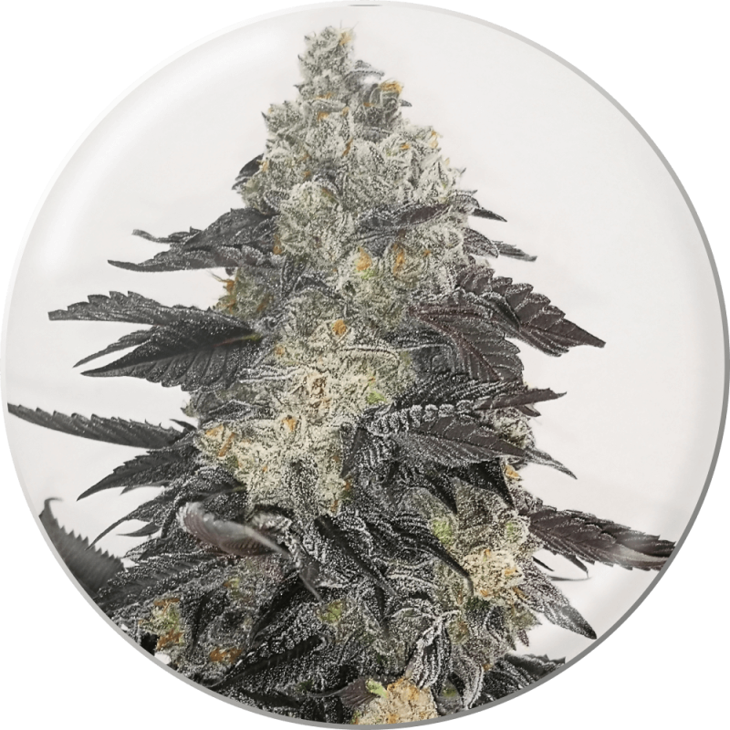 Pink Sherbert - Medical Seeds