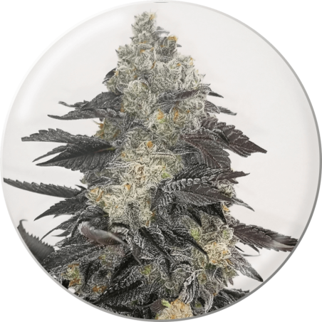 Pink Sherbert Plant - Medical Seeds