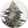 Pink Sherbert - Medical Seeds