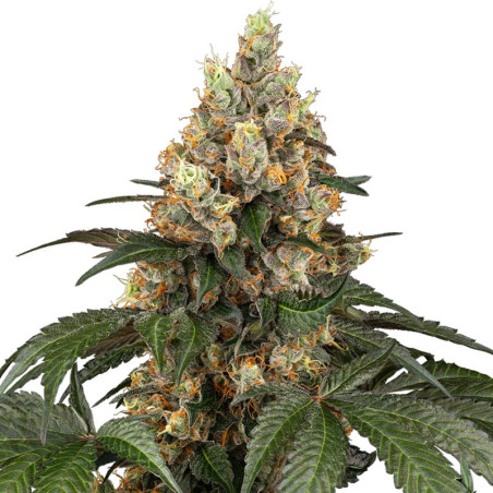 Chocolate Rainbow XXL Pflanze Sensi Seeds