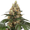 Chocolate Rainbow XXL - Sensi Seeds