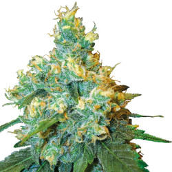 Pianta Jack Herer regolare