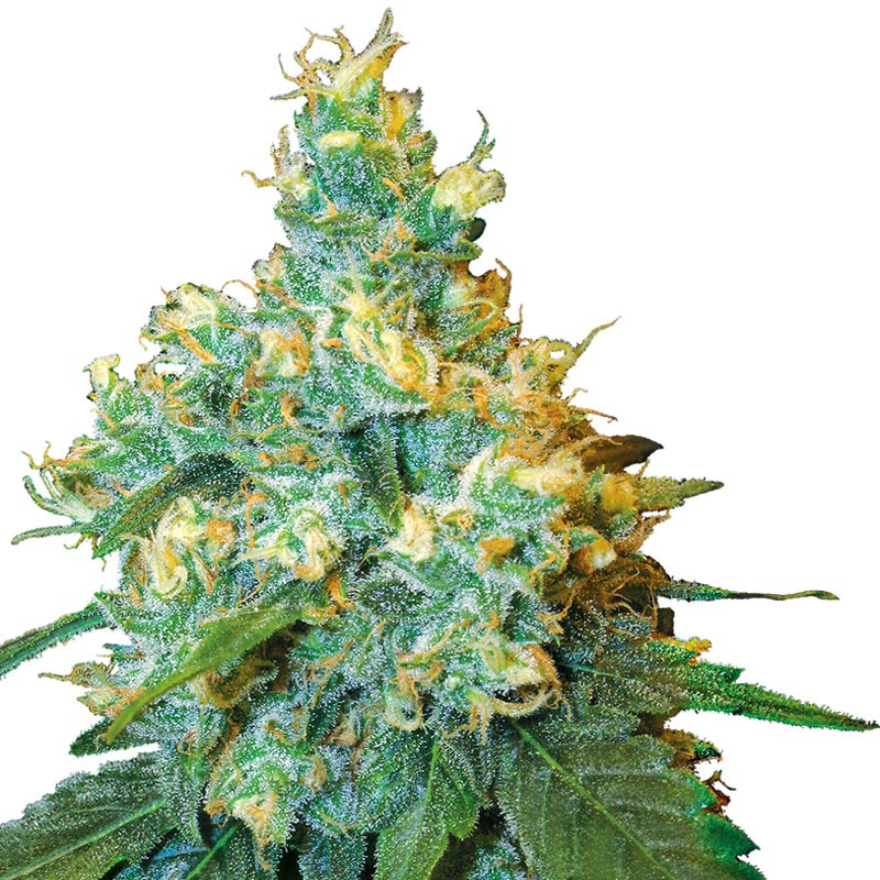 Jack Herer Regular - Sensi Seeds