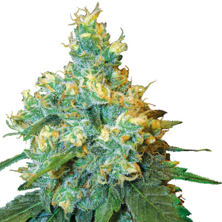 Jack Herer Plant Regular