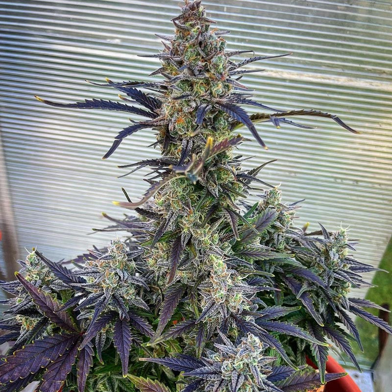 Bruce Banner XXL Auto - MDLG Seeds