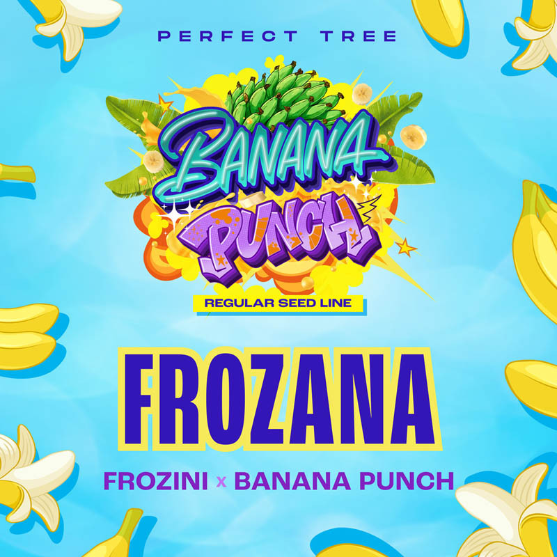 Frozana Regolare – Perfect Tree