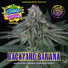 Backyard Banana Regular – Perfect Tree