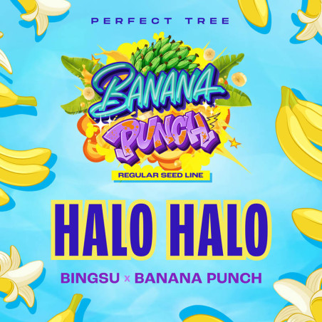 Halo Halo Reguläre Samen von Perfect Tree