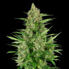 Double Kush Cake Auto – Sensi Seeds