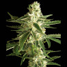 White Diesel Haze Auto - Sensi Seeds